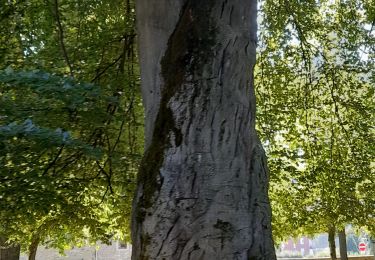 Tour Wandern Hamoir - Hamoir ac 3 - Photo