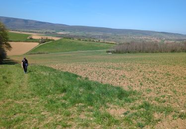 Trail Walking Molsheim - Randonnée vers le géant : le fort de Mutzig - Photo