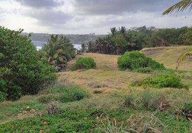 Excursión Senderismo Le Lorrain - Boucle Crabière - Anse Rivière Rouge - Photo