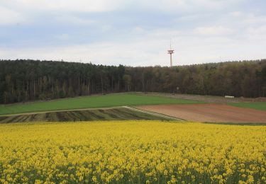 Percorso A piedi Fulda - Rundwanderweg Eichberg - Photo