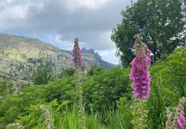 Tocht Stappen Cozzano - Usciulu a Sinaï - Photo