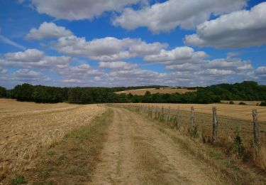 Percorso Marcia Neuville-sur-Brenne - Neuville-sur-Brenne - 9.8km 125m 2h15 - 2023 07 19 - Photo