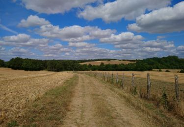 Trail Walking Neuville-sur-Brenne - Neuville-sur-Brenne - 9.8km 125m 2h15 - 2023 07 19 - Photo