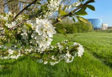 Trail Walking Berchem-Sainte-Agathe - Sint-Agatha-Berchem - Tour de l’échangeur éternel 6,2 Km - Photo