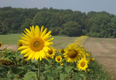 Randonnée A pied Anhée - Fermes du Plateau - Photo