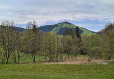 Trail Walking Niedersteinbach - Froensbourg - Photo