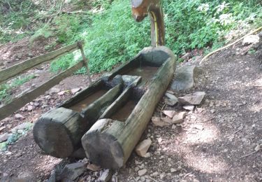 Tour Wandern Oberburbach - Col du Hundsruck Col de Rimbach - Photo