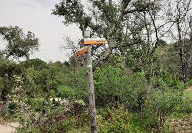 Trail Walking Les Mayons - Les Mayons - le Castel des Maures - Photo