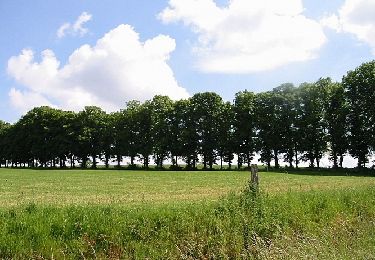 Trail Walking Nassogne - Grune - Balade pédestre - Roadbook Famenne-Ardenne - Photo