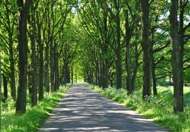 Tour Zu Fuß Renkum - Nederrijnsepad - Photo