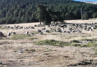 Tour Wandern Beaumont-du-Ventoux - ventoux par les cretes - Photo