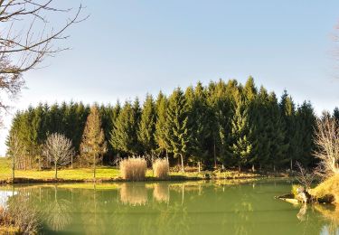 Tocht Te voet Hofkirchen im Traunkreis - Wanderweg Krottental - Photo