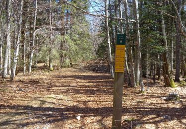 Trail Walking Saint-Julien-en-Vercors - Pas des Voutes-Pas de l'Allier depuis St Julien en Vercors - Photo