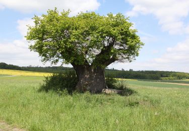 Trail On foot Bad Staffelstein - Nedensdorfer Runde - Photo