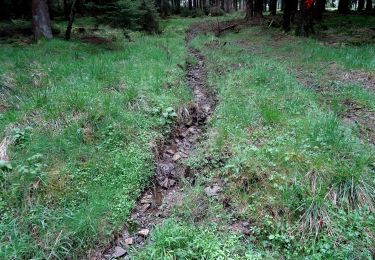 Excursión A pie Meschede - Wanderweg Hirschberg-Freienohl - Photo