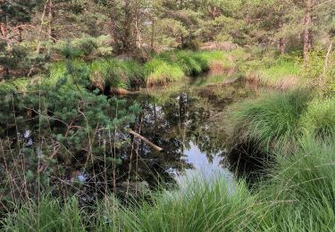 Trail Walking Fontainebleau - Apremont 9 juillet 2024 - Photo