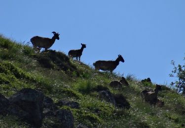 Randonnée Marche Picherande - Geneste_Fontaine_Salee_2 - Photo