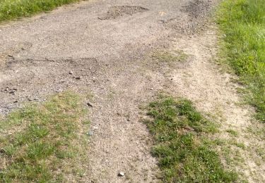 Trail Horseback riding Fronton - Rando par bois de Fabas - Photo