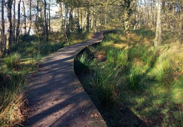 Excursión Senderismo Pelt - Tweelandenpad Hageveen De Plateaux - Photo