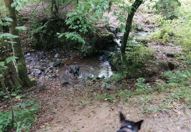 Randonnée Marche Theux - Bois de Banneux - Mont - Photo