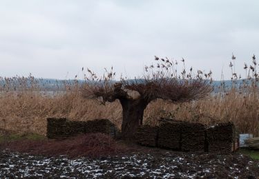 Randonnée A pied Reichenau - Inselrundweg Reichenau - Photo