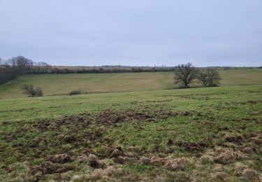 Trail Walking Somme-Leuze - Nettine 020224 - Photo
