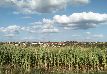 Trail Walking Dehlingen - Dehlingen Etting Schmittviller - Photo