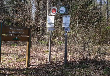 Trail Walking Montbronn - Kusterwald 210426 - Photo