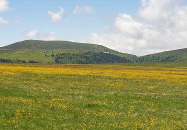 Tour Wandern Saint-Anthème - Col des Supeyres au départ du Coq noir - Photo