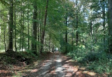 Excursión Senderismo Sint-Genesius-Rode - Rhode forêt de Soignes chiens admis  - Photo