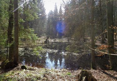 Randonnée A pied Giekau - Zum Hessenstein - Photo