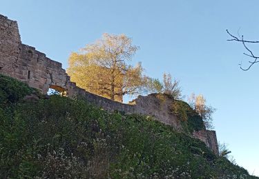 Randonnée Marche Neubois - Château de Frankenberg - Photo