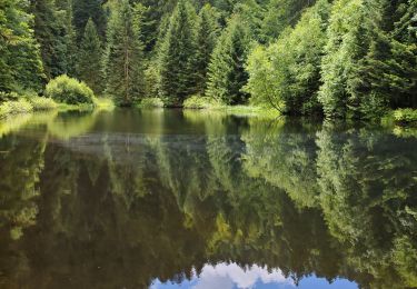 Trail Walking La Bresse - boucle la Bresse - lac des corbeaux - rocher du lac - Ã©tang de sechemer - la Bresse  - Photo