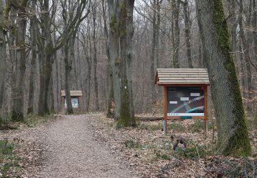 Tour Zu Fuß Geisenheim - Rundwanderweg Eber - Photo