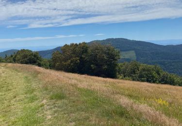 Percorso Marcia Soultz-Haut-Rhin - Autour de Grand Ballon - Photo