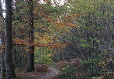 Trail Walking Gesves - bois de Gesves 4,2 km - Photo