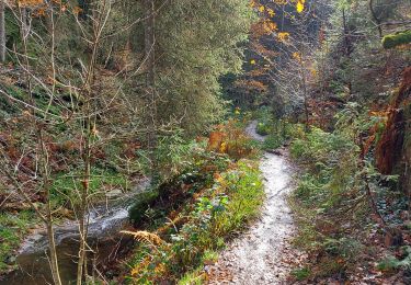 Excursión A pie Malmedy - Boucle Longfaye Rheinardstein cascade du Bayehon - Photo