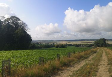 Trail Walking Allaire - 223.- Bocquéreux bis - Photo