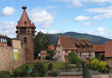 Trail Walking Châtenois - Le Hahnenberg et les balcons de Sélestat - Photo