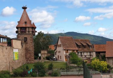 Tour Wandern Kestenholz - Le Hahnenberg et les balcons de Sélestat - Photo