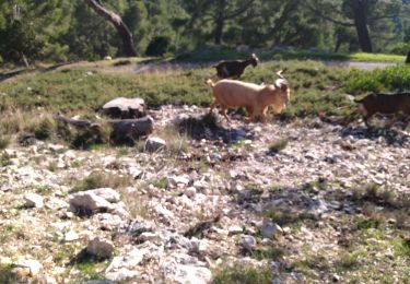 Tocht Stappen Ollioules - Ollioules le gros cerveau  - Photo