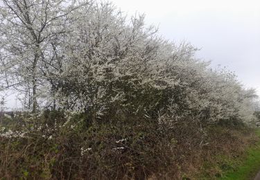 Randonnée Marche Bièvre - Marche ADEPS à  Nomé. 5km à  l'aise. - Photo