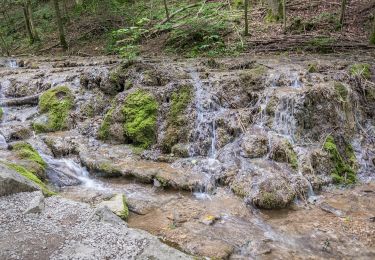 Randonnée A pied Weißenohe - Weißenoher Gelbringweg - Photo