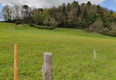 Excursión Senderismo L'Huisserie - Autour de L'Huisserie vers Entammes - Photo