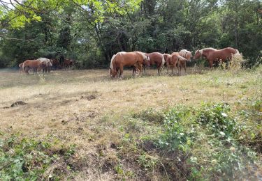 Percorso Marcia Royat - Montaudoux Montrognon  - Photo