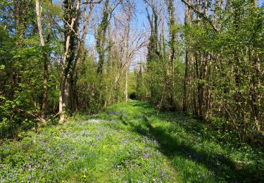 Tour Wandern Malay-le-Petit - 220421 Malay le Grand (nord) - Photo