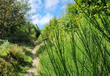 Trail Walking Waimes - Sourbroodt 2024 12km - Photo