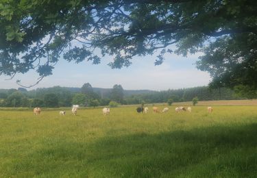 Tocht Stappen Houffalize - rando engreux 4-06-2022 - Photo