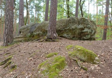 Tour Zu Fuß Abenberg - Die Burg Abenberg und der Abenberger Wald - Photo