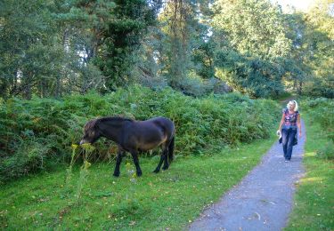 Tocht Te voet Somerset West and Taunton - Dunkery and Horner Wood circular walk - Photo